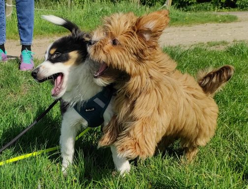 Welpen & Junghundeschule