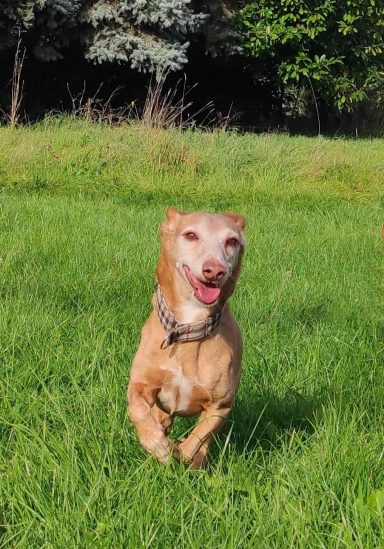 Oldies but Goldies - Hundesenioren