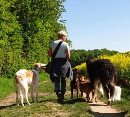 Windhunde & Podencos