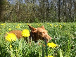 Jagende Gefährten Jagende Gefährten